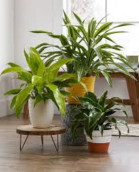 House Plant Happiness image