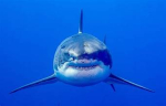 Shark