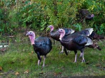 wild turkeys