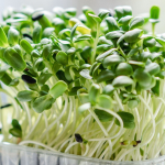 Microgreens