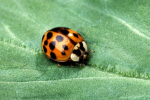 Ladybug
