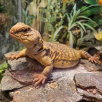The Reptile Nook Walk-Through Program!
