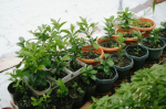 Individual plants in different pots. 