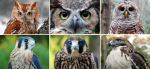 Birds of prey including owls, hawks, and falcons.