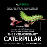 Extraordinary Caterpillar