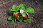 Strawberry Plant
