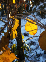 Mining Your Life for Stories: Memoir Writing Workshop