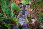 Wallaby