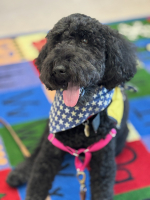 Animal reading friends