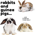 three rabbits on a white background