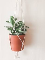 White macrame plant hanger with plant in a basket