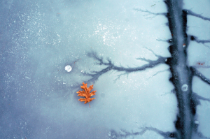 Thoreau and the Language of Trees image