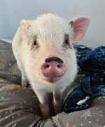 Pig