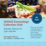 A praying mantis in a person's hands.