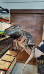 Reptile- lizard or gecko?