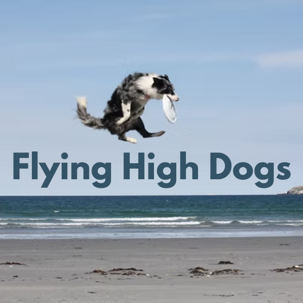 border collie catching frisbee midleap.