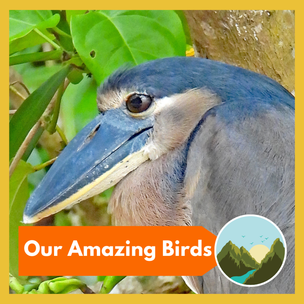 Amazing Birds