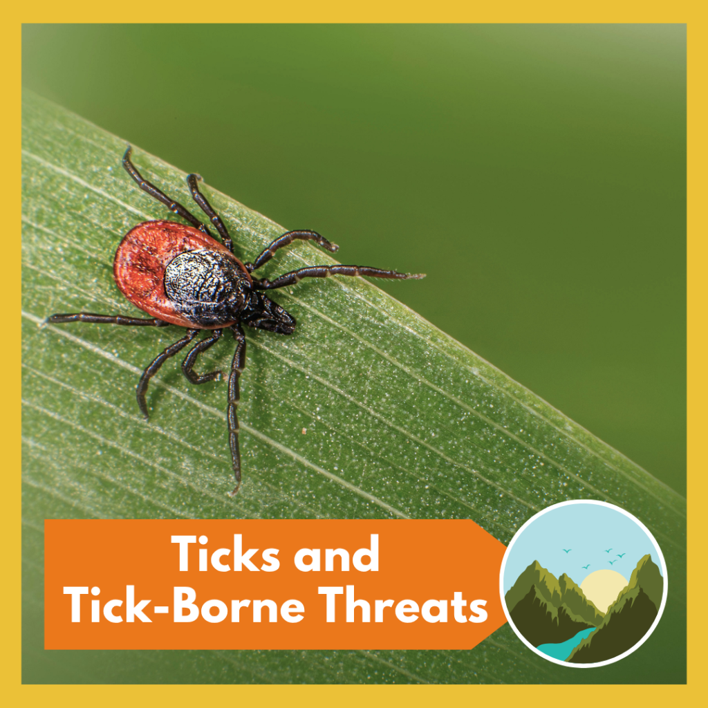Ticks