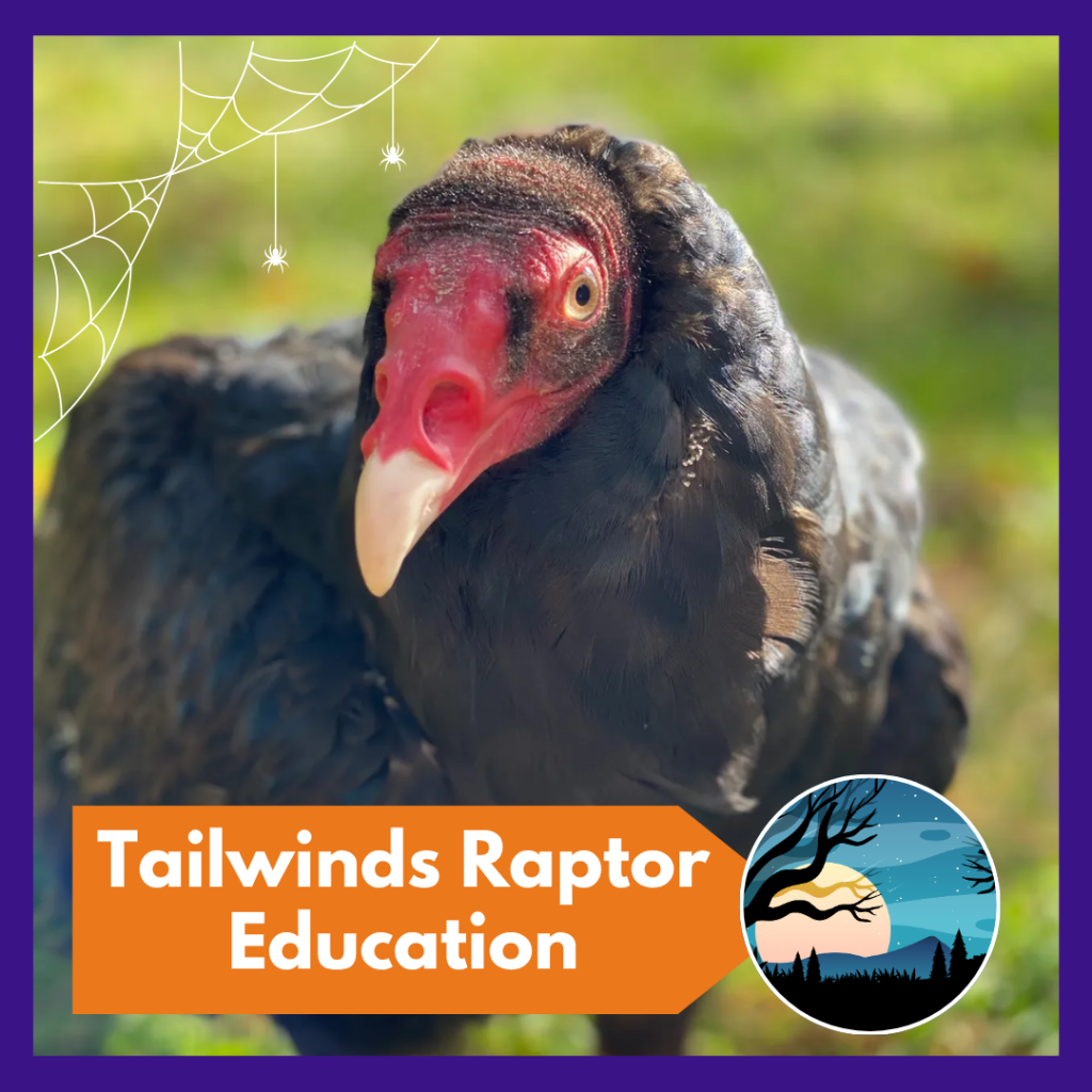 Tailwinds