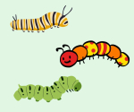 caterpillar
