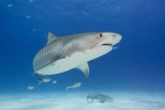 sharks.