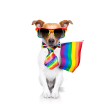 Jack russell terrier wearing sunglasses and holding a rainbow flag