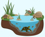 turtles
