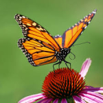 Monarch butterly on pink thistle flower.