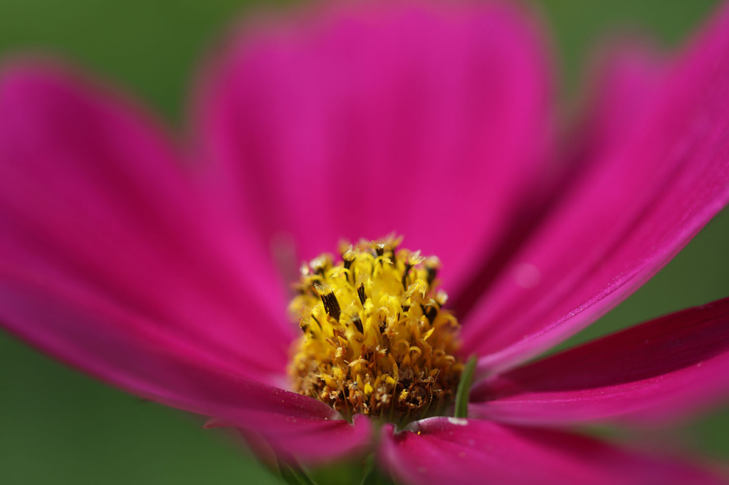 04/12/2025 Reception: Northborough Garden Club Northborough Free