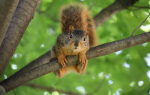 squirrel balances on a tree branch with leaves in background.
