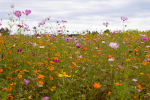 Colorful wildflowers in a green field.