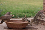 Image of two birds eating out of a bowl with a chipmunk.