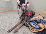 An image of a therapy dog sitting with their handler.