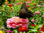 Butterfly sitting on flowers.