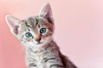 Cute kitten with pink background.