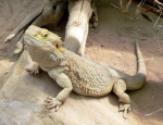 A bearded dragon sitting on a rock.