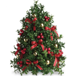 Boxwood Tree