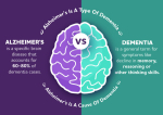 picture of the brain, dementia vs alzhemiers