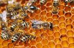 Bees on  honecomb.