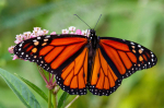 Butterfly sitting on a leaf.