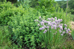 Medicinal Herb garden