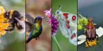 Pollinators.