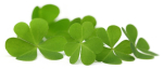 Irish shamrocks.