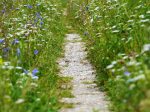 Photo of a dirt and gravel walking path through fields of wild flowers.