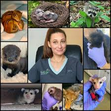 02/15/2025 Porcupines Don’t Shoot Their Quills Pollard Memorial Library