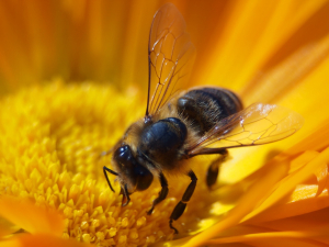 bee-627558-1280_191_md image