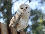 barn owl