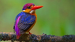 colorful birds