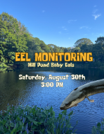 mill pond eels flyer