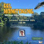 eel monitoring2